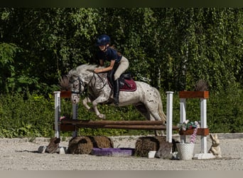 Ponis Shetland, Caballo castrado, 12 años, 118 cm, Atigrado/Moteado