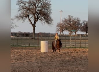 Ponis Shetland, Caballo castrado, 13 años, 102 cm, Castaño-ruano