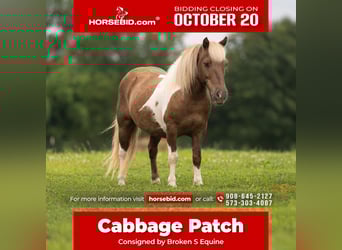 Ponis Shetland, Caballo castrado, 13 años, 102 cm, Pío