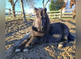 Ponis Shetland, Caballo castrado, 13 años, 103 cm, Negro