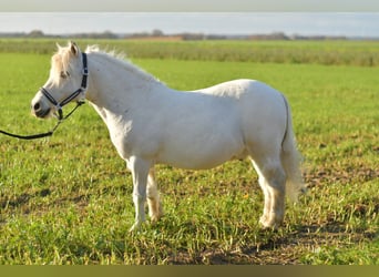 Ponis Shetland, Caballo castrado, 13 años, 105 cm, Tordo