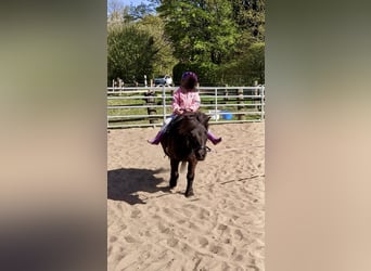 Ponis Shetland, Caballo castrado, 13 años, 108 cm, Negro