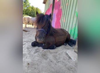 Ponis Shetland, Caballo castrado, 13 años, 108 cm, Negro