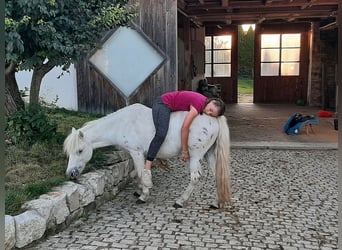 Ponis Shetland, Caballo castrado, 13 años, 110 cm, Atigrado/Moteado