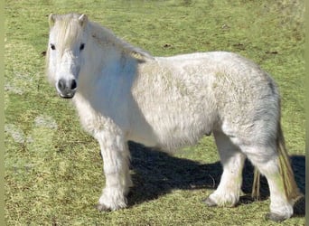 Ponis Shetland Mestizo, Caballo castrado, 14 años, 106 cm, Tordo