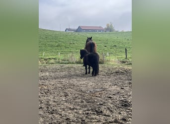 Ponis Shetland, Caballo castrado, 14 años, 108 cm, Negro