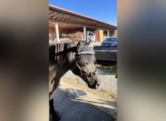 Ponis Shetland, Caballo castrado, 14 años, 108 cm, Negro