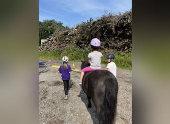 Ponis Shetland, Caballo castrado, 14 años, 108 cm, Negro