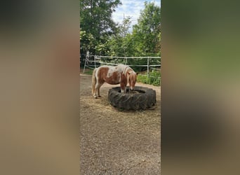 Ponis Shetland, Caballo castrado, 14 años, 115 cm, Alazán