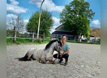 Ponis Shetland, Caballo castrado, 15 años, 110 cm, Atigrado/Moteado