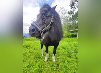 Ponis Shetland, Caballo castrado, 15 años