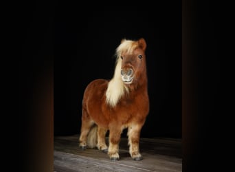 Ponis Shetland, Caballo castrado, 16 años, 84 cm, Alazán