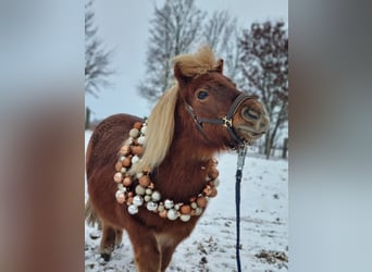 Ponis Shetland, Caballo castrado, 16 años, 84 cm, Alazán