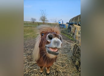 Ponis Shetland, Caballo castrado, 16 años, 84 cm, Alazán
