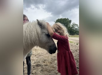 Ponis Shetland, Caballo castrado, 16 años, 95 cm, Tordo