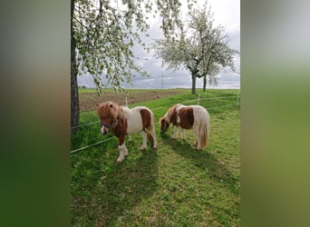 Ponis Shetland, Caballo castrado, 16 años, Pío