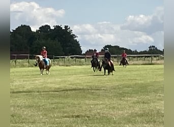 Ponis Shetland, Caballo castrado, 17 años, 100 cm, Pío