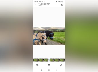 Ponis Shetland, Caballo castrado, 18 años, 106 cm, Negro