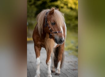 Ponis Shetland, Caballo castrado, 18 años, 93 cm, Pío