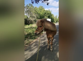 Ponis Shetland, Caballo castrado, 19 años, 100 cm, Alazán