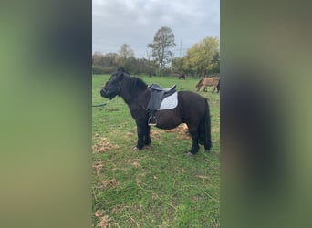 Ponis Shetland, Caballo castrado, 19 años, 110 cm, Negro