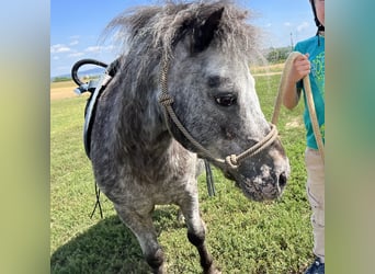 Ponis Shetland, Caballo castrado, 19 años, 90 cm, Atigrado/Moteado