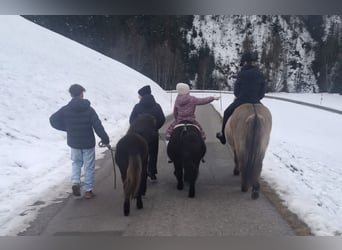Ponis Shetland, Caballo castrado, 1 año, 110 cm, Negro