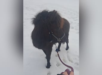 Ponis Shetland, Caballo castrado, 1 año, 110 cm, Negro