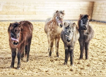 Ponis Shetland, Caballo castrado, 1 año