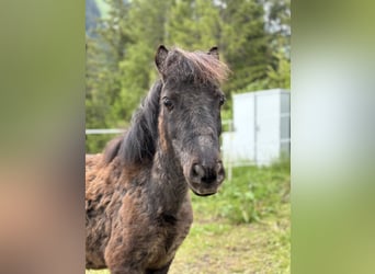 Ponis Shetland, Caballo castrado, 20 años, 100 cm, Negro