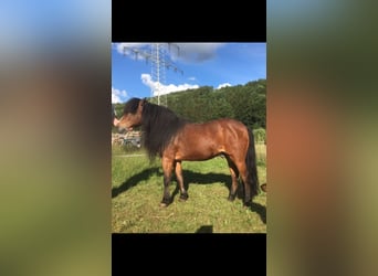 Ponis Shetland Mestizo, Caballo castrado, 20 años, 113 cm, Castaño