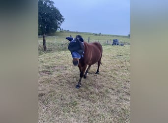 Ponis Shetland Mestizo, Caballo castrado, 20 años, 125 cm, Castaño