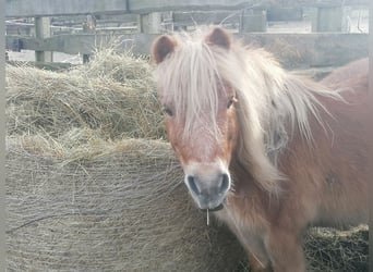 Ponis Shetland, Caballo castrado, 21 años, 94 cm