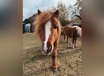 Ponis Shetland, Caballo castrado, 22 años, 90 cm, Alazán