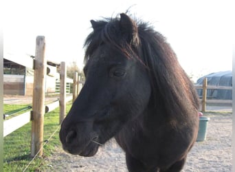 Ponis Shetland, Caballo castrado, 24 años, 110 cm, Negro