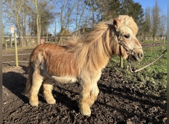 Ponis Shetland, Caballo castrado, 26 años, Alazán