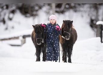 Ponis Shetland, Caballo castrado, 2 años, 100 cm, Atigrado/Moteado