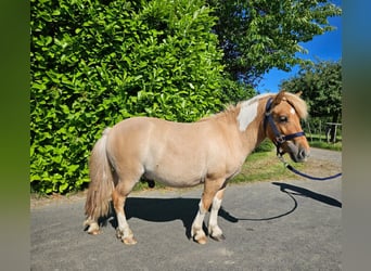 Ponis Shetland, Caballo castrado, 2 años, 102 cm, Pío