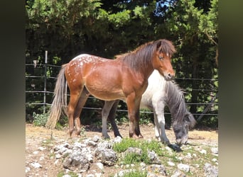 Ponis Shetland, Caballo castrado, 2 años, 107 cm, Castaño
