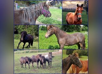 Ponis Shetland, Caballo castrado, 2 años, 110 cm, Atigrado/Moteado