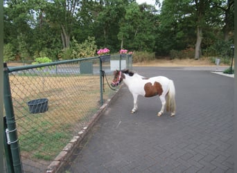 Ponis Shetland, Caballo castrado, 2 años, 92 cm, Pío