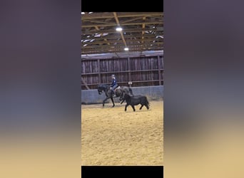 Ponis Shetland, Caballo castrado, 2 años, 98 cm, Negro