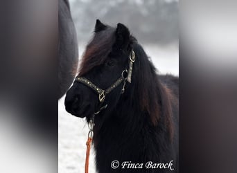 Ponis Shetland, Caballo castrado, 2 años, 98 cm, Negro