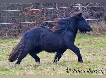 Ponis Shetland, Caballo castrado, 2 años, 98 cm, Negro