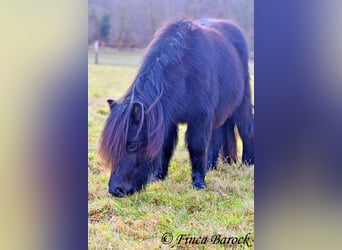 Ponis Shetland, Caballo castrado, 2 años, 98 cm, Negro