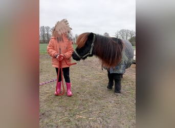 Ponis Shetland, Caballo castrado, 2 años, Negro