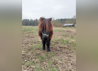 Ponis Shetland, Caballo castrado, 2 años, Negro