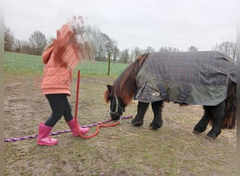 Ponis Shetland, Caballo castrado, 2 años, Negro