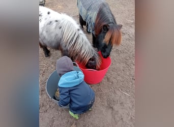 Ponis Shetland, Caballo castrado, 2 años, Negro