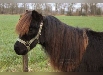 Ponis Shetland, Caballo castrado, 2 años, Negro